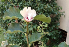 Miracol de sfârșit de vară la Brașov! I-a înflorit magnolia în curte pentru prima dată: De ce dă natura peste cap calculele grădinarilor 5 Pe modelul Călin Georgescu | MyTex.ro