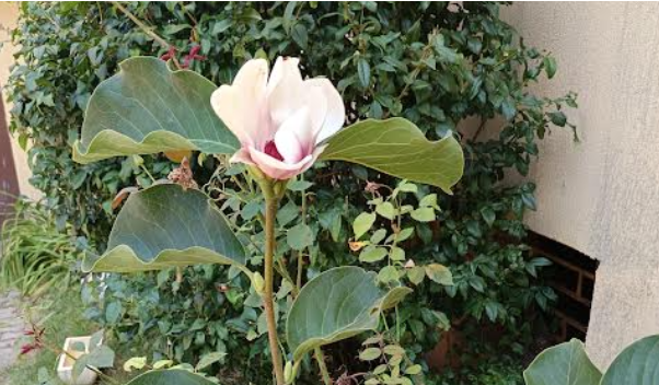 Miracol de sfârșit de vară la Brașov! I-a înflorit magnolia în curte pentru prima dată: De ce dă natura peste cap calculele grădinarilor 3 brașov | MyTex.ro