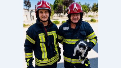 BRAȘOV. Pasager clandestin sub capotă, la Făgăraș. Pompierii au salvat o pisică ascunsă în motorul unei mașini 15 Deșeuri | MyTex.ro