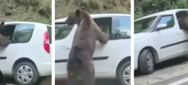 Un urs a distrus mașina unor turiști străini pe Transfăgărășan. A spart geamul și a căutat hrană în interior 3 Urs | MyTex.ro
