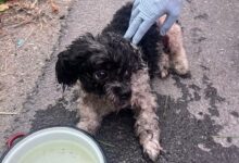 Cățel salvat de pompieri după un incendiu izbucnit la o casă din Chichiș (VIDEO) 8 Arestat | MyTex.ro