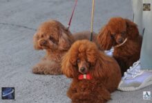BRAȘOV | Expoziție Canină Internațională la Râșnov, în weekend 3 Se fac angajări la Aeroportul Brașov. | MyTex.ro