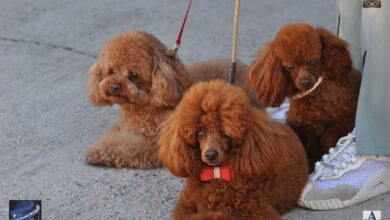 BRAȘOV | Expoziție Canină Internațională la Râșnov, în weekend 5 | MyTex.ro