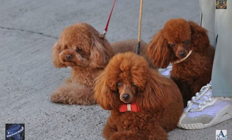 BRAȘOV | Expoziție Canină Internațională la Râșnov, în weekend 3 Expoziție | MyTex.ro
