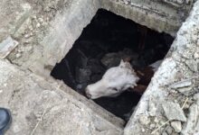 BRAȘOV | Vițel căzut într-un canal tehnic, salvat de pompierii din Codlea 8 | MyTex.ro