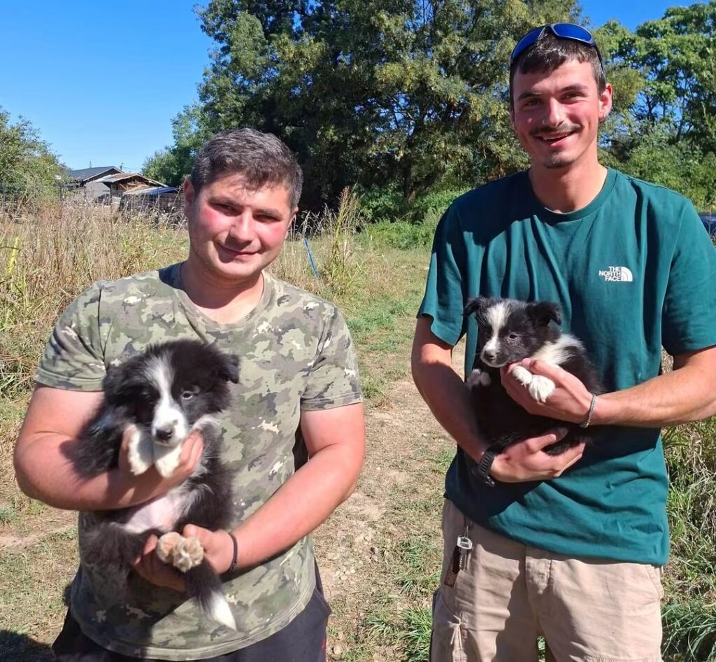 Două cățelușe Border Collie, alese pentru a „lucra" la Salvamont Brașov 7 Border collie | MyTex.ro
