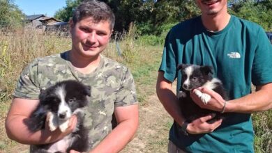 Două cățelușe Border Collie, alese pentru a „lucra" la Salvamont Brașov 5 Brașovul - sub două coduri galbene de vreme rea | MyTex.ro