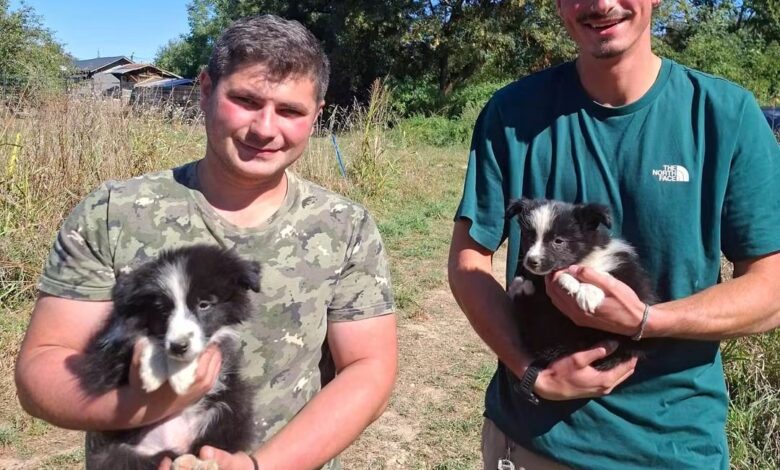 Două cățelușe Border Collie, alese pentru a „lucra" la Salvamont Brașov 5 Border collie | MyTex.ro