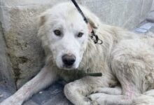 Râșnov | MyTex.ro