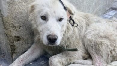Câine | MyTex.ro