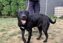 Diesel, cățelul care a intrat singur într-un petshop din Brașov, își caută o familie 6 Moment istoric pe Aeroport | MyTex.ro