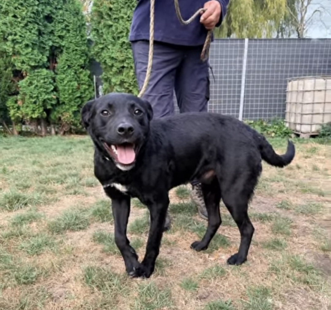 Diesel, cățelul care a intrat singur într-un petshop din Brașov, își caută o familie