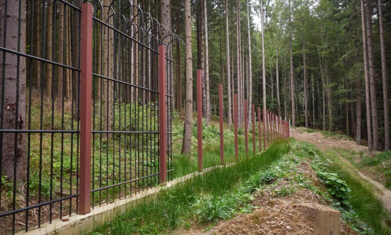 Investiție de 10 milioane de euro blocată în garduri: Sanctuarul pentru urși de la Timișul de Sus este gata în proporție de doar 17% 5 Urși | MyTex.ro