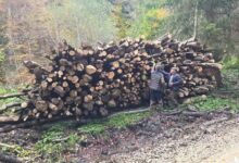 BILANȚ | Garda Forestieră Brașov a aplicat amenzi de 377.000 de lei în septembrie. Peste 600 de metri cubi de lemn, confiscați fizic sau valoric 5 Brașov | MyTex.ro