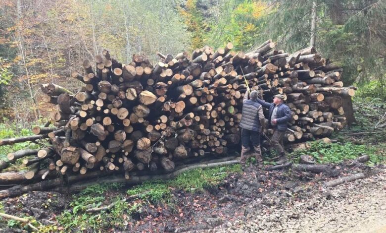 BILANȚ | Garda Forestieră Brașov a aplicat amenzi de 377.000 de lei în septembrie. Peste 600 de metri cubi de lemn, confiscați fizic sau valoric 3 Garda Forestieră | MyTex.ro