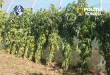 Cultură de canabis descoperită la o adresă din Sfântu Gheorghe. Bărbat de 62 de ani, reținut 3 | MyTex.ro