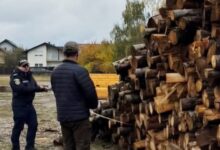 BRAȘOV | Nereguli în domeniul silvic, descoperite la Săcele 5 Furt | MyTex.ro