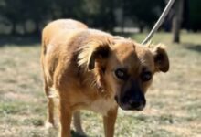 BRAȘOV | Mel, cățelușa „deschisă" de două ori pentru sterilizare. Cum s-a ajuns în această situație... 5 DN11 | MyTex.ro