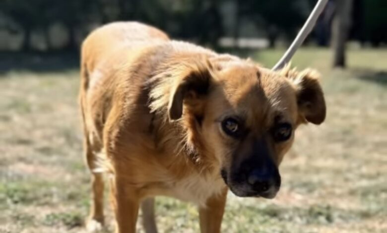 BRAȘOV | Mel, cățelușa „deschisă" de două ori pentru sterilizare. Cum s-a ajuns în această situație... 3 Mel | MyTex.ro