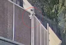 BRAȘOV | Doi cățeluși, aruncați peste gardul Adăpostului Public! Poliția face verificări 3 | MyTex.ro