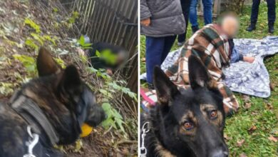 Aris, eroul cu patru lăbuțe! Cățelul de urmă a găsit o femeie de 81 de ani, dispărută în pădure 5 | MyTex.ro
