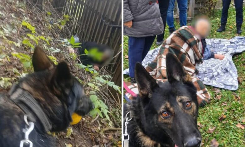 Aris, eroul cu patru lăbuțe! Cățelul de urmă a găsit o femeie de 81 de ani, dispărută în pădure 3 Aris | MyTex.ro