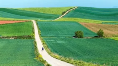 Camino | MyTex.ro