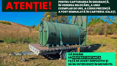 BRAȘOV | Capcană pentru urs, montată în Făgăraș. Localnicii, avertizați să păstreze distanța 5 | MyTex.ro