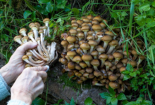 Ghebele, „aurul pădurii”, la mare căutare printre brașoveni: De unde le luăm și ce pericol mortal ascund ciupercile de la marginea drumului 6 cutremure | MyTex.ro