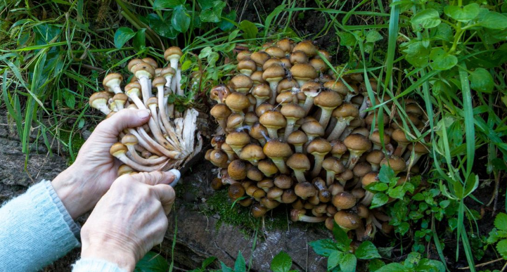 Ghebele, „aurul pădurii”, la mare căutare printre brașoveni: De unde le luăm și ce pericol mortal ascund ciupercile de la marginea drumului 3 Ghebe | MyTex.ro