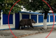 A apărut ursul cu 5 picioare! Imaginea generată de AI care a mobilizat Poliția, Jandarmeria și SMURD-ul și a declanșat mesaje RO-Alert 5 cutremurul | MyTex.ro