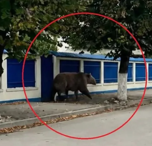 A apărut ursul cu 5 picioare! Imaginea generată de AI care a mobilizat Poliția, Jandarmeria și SMURD-ul și a declanșat mesaje RO-Alert 3 urs | MyTex.ro